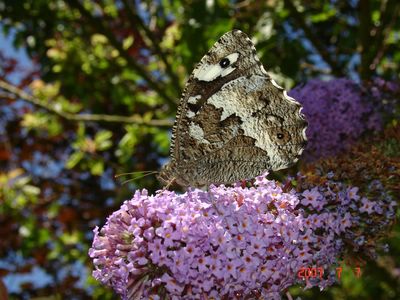 <i>Brintesia circe</i>