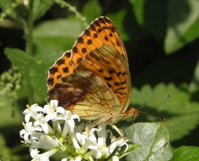 <i>Brenthis daphne</i>