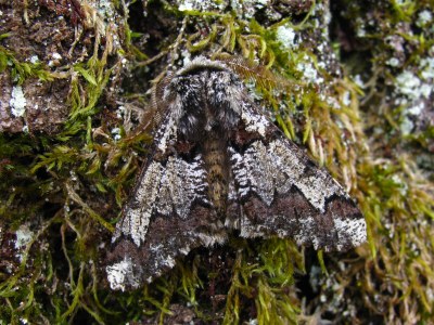 <i>Biston strataria</i>