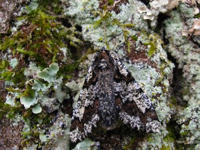 <i>Biston strataria</i>
