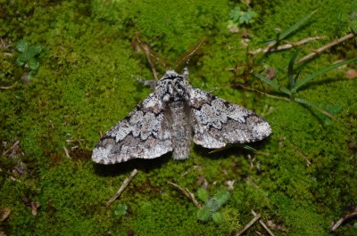 <i>Biston strataria</i>