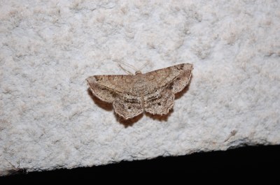 <i>Chiasmia aestimaria</i>