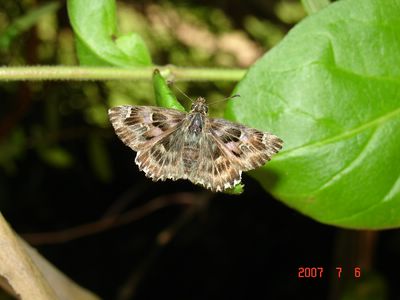 <i>Carcharodus alceae</i>