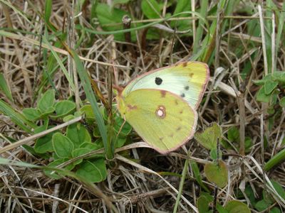<i>Colias alfacariensis</i>