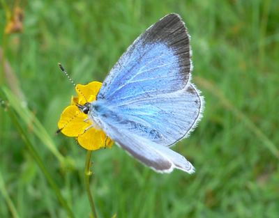 <i>Celastrina argiolus</i>