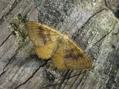 <i>Camptogramma bilineata</i>