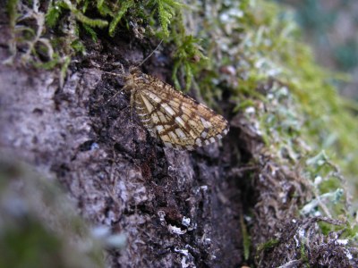 <i>Chiasmia clathrata</i>
