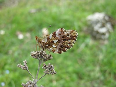 <i>Boloria dia</i>