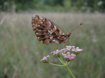 <i>Boloria dia</i>