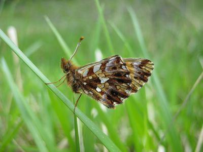 <i>Boloria dia</i>