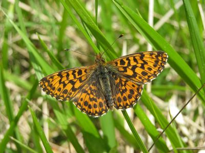 <i>Boloria dia</i>