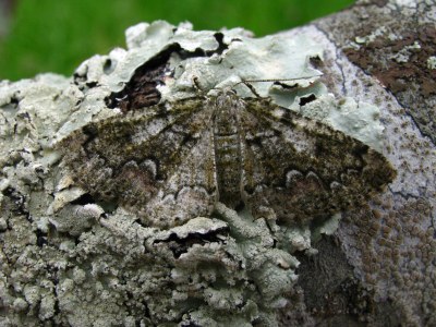 <i>Cleorodes lichenaria</i>