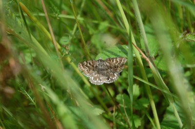 <i>Euclidia mi</i>