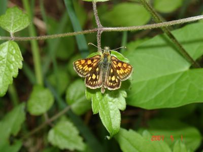 <i>Carterocephalus palaemon</i>