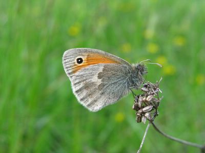 <i>Coenonympha pamphilus</i>