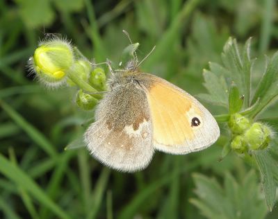 <i>Coenonympha pamphilus</i>