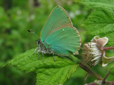 <i>Callophrys rubi</i>