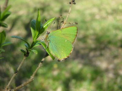<i>Callophrys rubi</i>