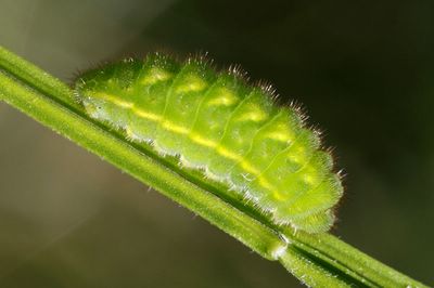 <i>Callophrys rubi</i>