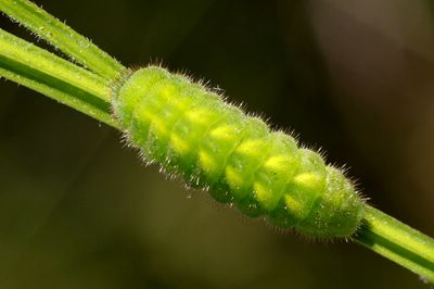 <i>Callophrys rubi</i>
