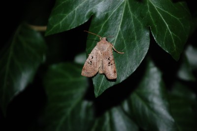 <i>Conistra rubiginosa</i>