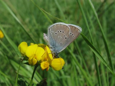 <i>Cyaniris semiargus</i>
