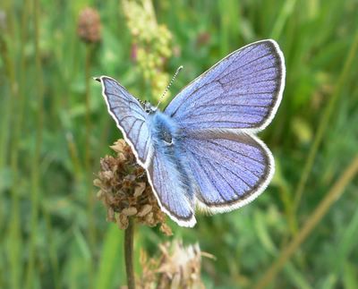 <i>Cyaniris semiargus</i>