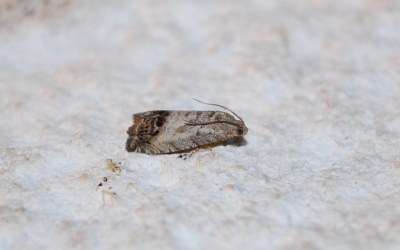 <i>Cydia splendana</i>