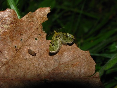 <i>Chloroclystis v-ata</i>