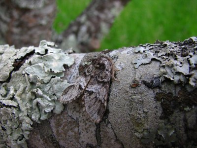 <i>Drymonia dodonaea</i>