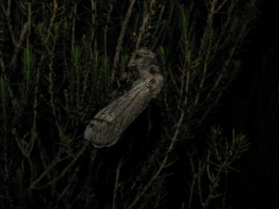 <i>Gynaephora fascelina</i>