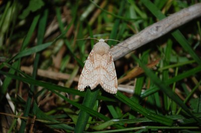 <i>Dicycla oo</i>
