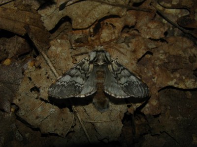 <i>Drymonia ruficornis</i>