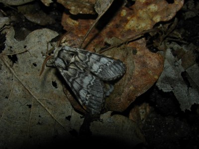 <i>Drymonia ruficornis</i>