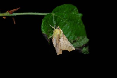 <i>Ennomos alniaria</i>