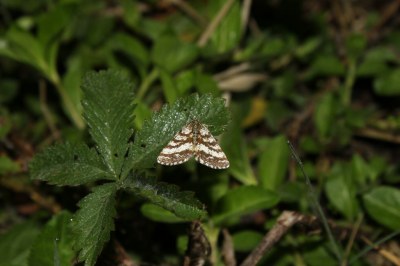 <i>Ematurga atomaria</i>