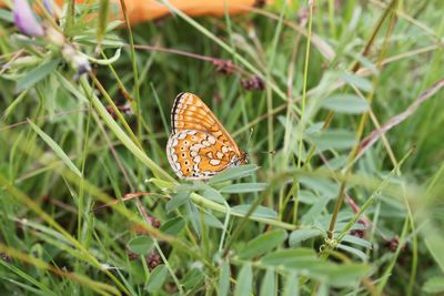 <i>Euphydryas aurinia</i>