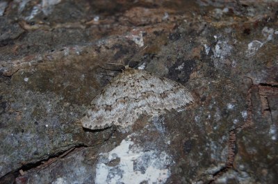 <i>Ectropis crepuscularia</i>