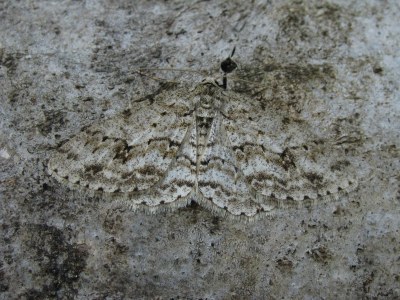 <i>Ectropis crepuscularia</i>