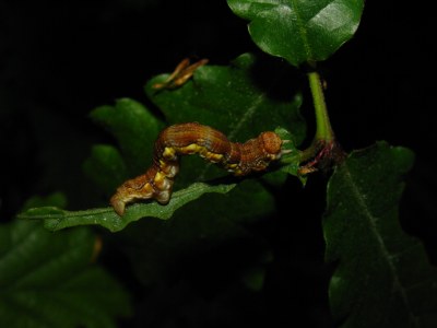 <i>Erannis defoliaria</i>
