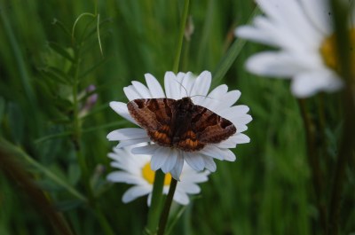 <i>Euclidia glyphica</i>