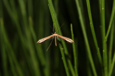 <i>Emmelina monodactyla</i>