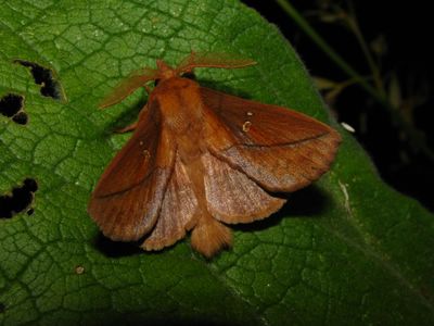 <i>Euthrix potatoria</i>