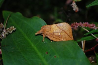 <i>Euthrix potatoria</i>