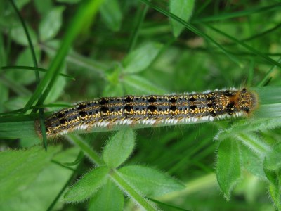 <i>Euthrix potatoria</i>