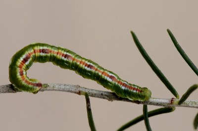<i>Eupithecia scopariata</i>