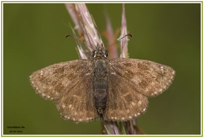 <i>Erynnis tages</i>