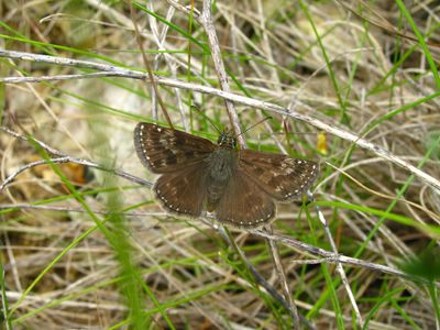 <i>Erynnis tages</i>