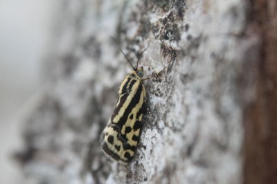 <i>Emmelia trabealis</i>