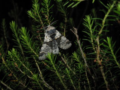 <i>Furcula bicuspis</i>